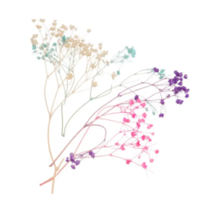 Gypsophila