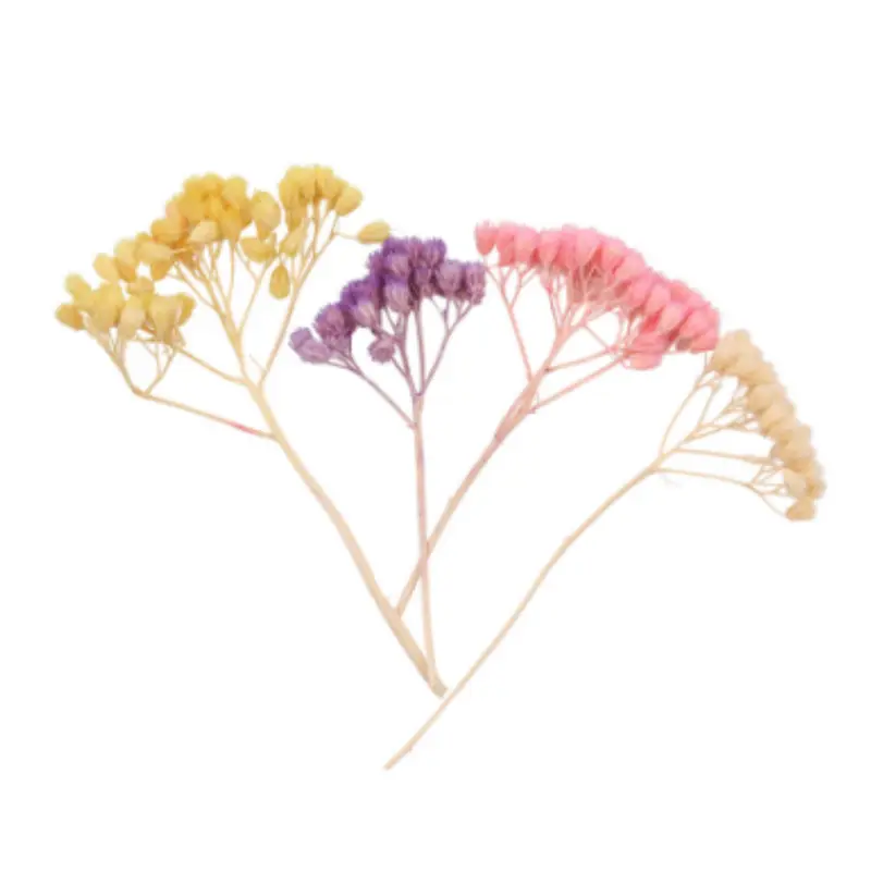 Petali di achillea
