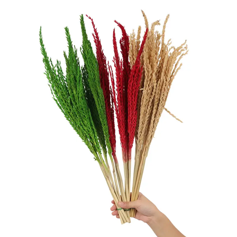Erba di mais